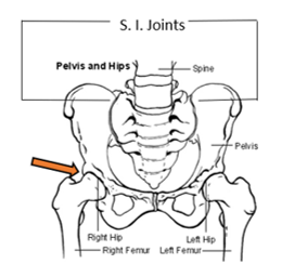 pelvis from the front showing S. I. Joints and femur ball and socket joint